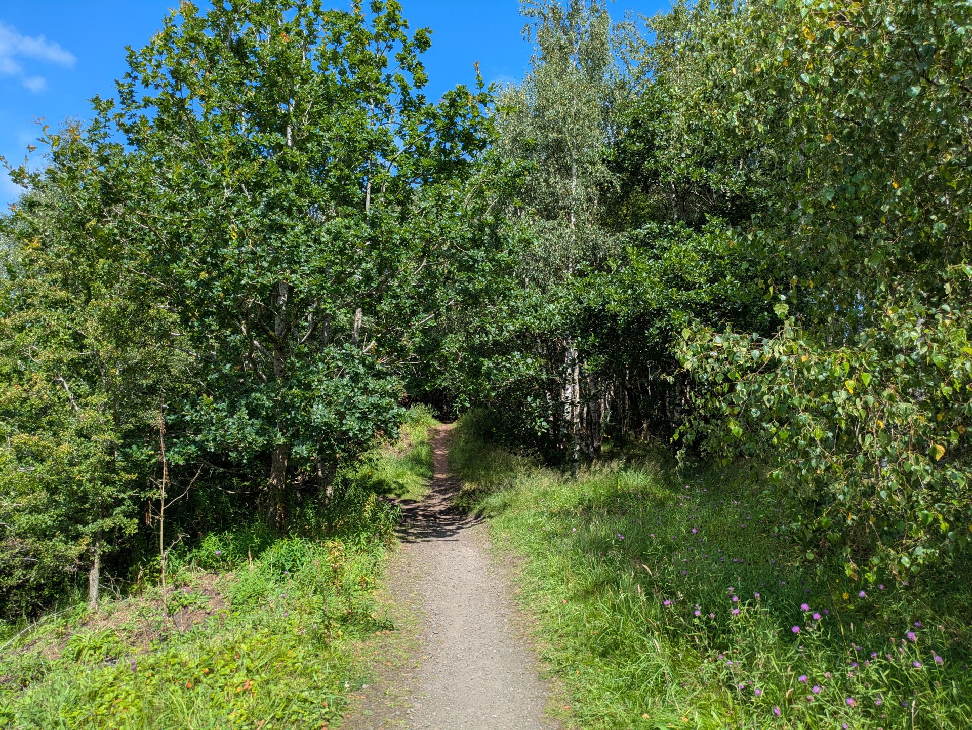 Woodland path near Chapelhall